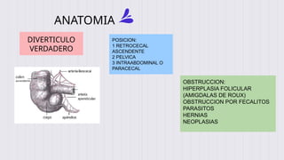 APENDICITIS FISIOPATOLOGIA Y CLINICA .pptx