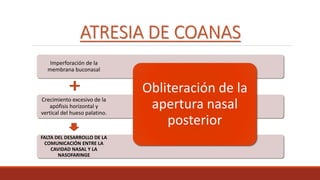 ATRESIA DE COANAS
FALTA DEL DESARROLLO DE LA
COMUNICACIÓN ENTRE LA
CAVIDAD NASAL Y LA
NASOFARINGE
Crecimiento excesivo de la
apófisis horizontal y
vertical del hueso palatino.
Imperforación de la
membrana buconasal
Obliteración de la
apertura nasal
posterior
 