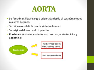 AORTA
• Su función es llevar sangre oxigenada desde el corazón a todos
nuestros órganos.
• Termina a nivel de la cuarta vértebra lumbar.
• Se origina del ventrículo izquierdo.
• Porciones: Aorta ascendente, arco aórtico, aorta torácica y
abdominal.
Segmentos
Porción ascendente
Raíz aórtica (senos
de valsalva y valvas)
 