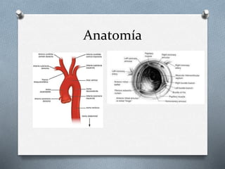 Anatomía
 