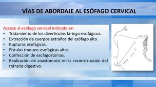 VÍAS DE ABORDAJE AL ESÓFAGO CERVICAL
Acceso al esófago cervical indicado en:
• Tratamiento de los divertículos faringo-esofágicos.
• Extracción de cuerpos extraños del esófago alto.
• Rupturas esofágicas.
• Fístulas traqueo-esofágicas altas.
• Confección de esofagostomas.
• Realización de anastomosis en la reconstrucción del
tránsito digestivo.
 