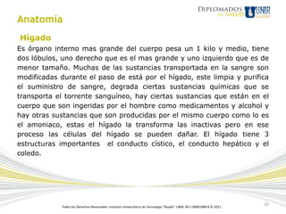 Anatomía
Hígado
Es órgano interno mas grande del cuerpo pesa un 1 kilo y medio, tiene
dos lóbulos, uno derecho que es el mas grande y uno izquierdo que es de
menor tamaño. Muchas de las sustancias transportada en la sangre son
modificadas durante el paso de está por el hígado, este limpia y purifica
el suministro de sangre, degrada ciertas sustancias químicas que se
transporta el torrente sanguíneo, hay ciertas sustancias que están en el
cuerpo que son ingeridas por el hombre como medicamentos y alcohol y
hay otras sustancias que son producidas por el mismo cuerpo como lo es
el amoniaco, estas el hígado la transforma las inactivas pero en ese
proceso las células del hígado se pueden dañar. El hígado tiene 3
estructuras importantes el conducto cístico, el conducto hepático y el
coledo.




            Todos los Derechos Reservados. Instituto Universitario de Tecnología "Readic" UNIR. Rif J-30001989-6 © 2011.
                                                                                                                           10
 