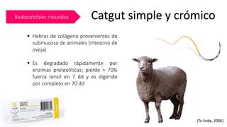 Reabsorbibles naturales Catgut simple y crómico
▪ Hebras de colágeno provenientes de
submucosa de animales (intestino de
oveja)
▪ Es degradado rápidamente por
enzimas proteolíticas; pierde > 70%
fuerza tensil en 7 dd y es digerido
por completo en 70 dd
(Te linde, 2006)
 
