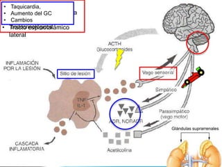 Respuesta metabólica al trauma | PPTX