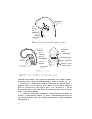 2
Fig. 1.1. Vista lateral de un embrión de cuatro semanas.
el proceso nasal medio y los dos procesos maxilares; estos últimos, además,
se fusionan con los procesos mandibulares para formar el carrillo (Fig. 1.3).
El cartílago del primer arco branquial consiste en una porción dorsal y
pequeña llamada proceso maxilar, y una porción vertical mucho mayor: el
proceso mandibular o cartílago de Meckel. La mandíbula se forma
secundariamente por osificación intramembranosa del tejido mesodérmico que
rodea al cartílago de Meckel.
A expensas de los procesos mandibulares, que se fusionan uno a otro, se
regenera el labio inferior. Además, del primer arco branquial se originan los
músculos de la masticación y del segundo arco branquial, los músculos de la
expresión facial.
Fig. 1.2. Vista lateral y frontal de un embrión de cuatro semanas.
 