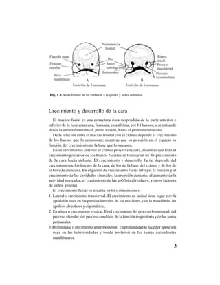 3
Fig. 1.3. Vista frontal de un embrión a la quinta y sexta semanas.
Crecimiento y desarrollo de la cara
El macizo facial es una estructura ósea suspendida de la parte anterior e
inferior de la base craneana, formada, esta última, por 14 huesos, y se extiende
desde la sutura frontonasal, punto nasión, hasta el punto mentoniano.
De la relación entre el macizo frontal con el cráneo depende el crecimiento
de los huesos que lo componen; mientras que su posición en el espacio es
función del crecimiento de la base que lo sustenta.
En su crecimiento anterior el cráneo proyecta la cara, mientras que todo el
crecimiento posterior de los huesos faciales se traduce en un desplazamiento
de la cara hacia delante. El crecimiento y desarrollo facial depende del
crecimiento de los huesos de la cara, de los de la base del cráneo y de los de
la bóveda craneana. En el patrón de crecimiento facial influye: la función y el
crecimiento de las cavidades sinusales; la erupción dentaria; el aumento de la
actividad muscular; el crecimiento de las apófisis alveolares, y otros factores
de orden general.
El crecimiento facial se efectúa en tres dimensiones:
1. Lateral o crecimiento transversal. El crecimiento en latitud tiene lugar por: la
aposición ósea en las paredes laterales de los maxilares y de la mandíbula, las
apófisis alveolares y cigomáticas.
2. En altura o crecimiento vertical. Es el crecimiento del proceso frontonasal, del
proceso alveolar, del proceso condileo, de la función respiratoria y de los senos
perinasales.
3. Profundidad o crecimiento anteroposterior. En profundidad lo hace por aposición
ósea en las tuberosidades y borde posterior de las ramas ascendentes
mandibulares.
 