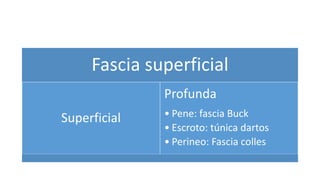 Fascia superficial
Superficial
Profunda
• Pene: fascia Buck
• Escroto: túnica dartos
• Perineo: Fascia colles
 