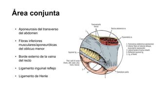 Área conjunta
• Aponeurosis del transverso
del abdomen
• Fibras inferiores
musculares/aponeuróticas
del oblicuo menor
• Borde externo de la vaina
del recto
• Ligamento inguinal reflejo
• Ligamento de Henle
 
