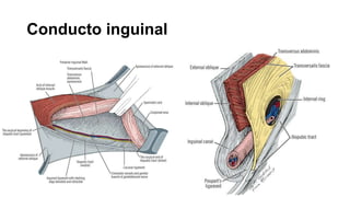 Conducto inguinal
 