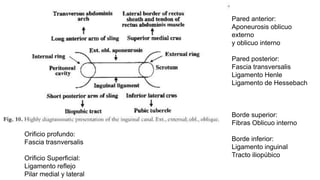 Pared anterior:
Aponeurosis oblicuo
externo
y oblicuo interno
Pared posterior:
Fascia transversalis
Ligamento Henle
Ligamento de Hessebach
Borde superior:
Fibras Oblicuo interno
Borde inferior:
Ligamento inguinal
Tracto iliopúbico
Orificio profundo:
Fascia trasnversalis
Orificio Superficial:
Ligamento reflejo
Pilar medial y lateral
 