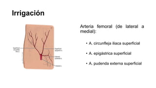 Irrigación
Arteria femoral (de lateral a
medial):
• A. circunfleja iliaca superficial
• A. epigástrica superficial
• A. pudenda externa superficial
 