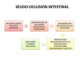 SEUDO-OCLUSION INTESTINAL

NO EXISTE LESION
OCLUSIVA
INTESTINAL

DEGENERACION DE
LOS PLEXOS
MIENTERICO Y
SUBMUCOSO

SIMULANDO
CUADROS
OCLUSIVOS

DEGENERACION
DEL MUSCULO LISO
INTESTINAL

PRODUCIENDO
INCOORDINACION DE LA
CONTRACCION Y
PERISTALTISMO
DESORDENADO E INEFICAZ

 