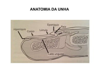 ANATOMIA DA UNHA
 