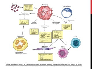 Fonte: Witte MB, Barbul A: General principles of wound healing. Surg Clin North Am 77: 509–528, 1997.
 