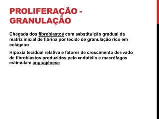 PROLIFERAÇÃO -
GRANULAÇÃO
Chegada dos fibroblastos com substituição gradual da
matriz inicial de fibrina por tecido de granulação rico em
colágeno
Hipóxia tecidual relativa e fatores de crescimento derivado
de fibroblastos produzidos pelo endotélio e macrófagos
estimulam angiogênese
 