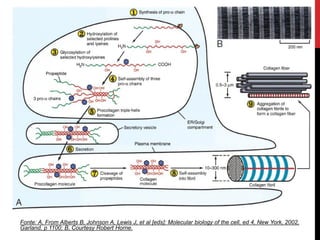 Fonte: A, From Alberts B, Johnson A, Lewis J, et al [eds]: Molecular biology of the cell, ed 4, New York, 2002,
Garland, p 1100; B, Courtesy Robert Horne.
 