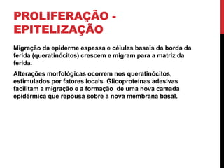 PROLIFERAÇÃO -
EPITELIZAÇÃO
Migração da epiderme espessa e células basais da borda da
ferida (queratinócitos) crescem e migram para a matriz da
ferida.
Alterações morfológicas ocorrem nos queratinócitos,
estimulados por fatores locais. Glicoproteínas adesivas
facilitam a migração e a formação de uma nova camada
epidérmica que repousa sobre a nova membrana basal.
 