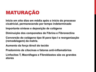 MATURAÇÃO
Início em oito dias em média após o início do processo
cicatricial, permanecendo por tempo indeterminado
Importante síntese e deposição de colágeno
Diminuição dos componetes de Fibrina e Fibronectina
Conversão do colágeno tipo III para tipo I e reorganização
(remodelagem) da matriz.
Aumento da força tênsil do tecido
Predomínio de citocinas e fatores anti-inflamatórios
Linfocitos T, Macrófagos e Fibroblastos são os grandes
atores
 