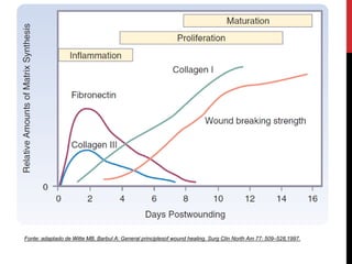 Fonte: adaptado de Witte MB, Barbul A: General principlesof wound healing. Surg Clin North Am 77: 509–528,1997.
 