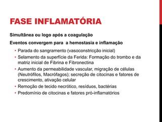 FASE INFLAMATÓRIA
Simultânea ou logo após a coagulação
Eventos convergem para a hemostasia e inflamação
• Parada do sangramento (vasoconstricção inicial)
• Selamento da superfície da Ferida: Formação do trombo e da
matriz inicial de Fibrina e Fibronectina
• Aumento da permeabilidade vascular, migração de células
(Neutrófilos, Macrófagos); secreção de citocinas e fatores de
crescimento, ativação celular
• Remoção de tecido necrótico, resíduos, bactérias
• Predomínio de citocinas e fatores pró-inflamatórios
 