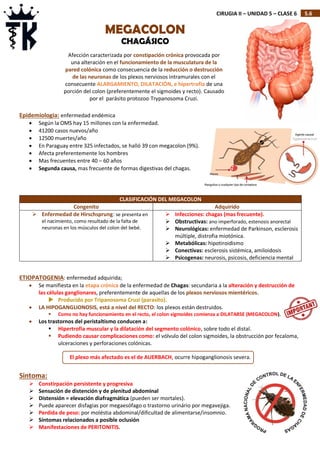 5.6
CIRUGIA II – UNIDAD 5 – CLASE 6
Epidemiologia: enfermedad endémica
 Según la OMS hay 15 millones con la enfermedad.
 41200 casos nuevos/año
 12500 muertes/año
 En Paraguay entre 325 infectados, se halló 39 con megacolon (9%).
 Afecta preferentemente los hombres
 Mas frecuentes entre 40 – 60 años
 Segunda causa, mas frecuente de formas digestivas del chagas.
CLASIFICACIÓN DEL MEGACOLON
Congenito Adquirido
 Enfermedad de Hirschsprung: se presenta en
el nacimiento, como resultado de la falta de
neuronas en los músculos del colon del bebé.
 Infecciones: chagas (mas frecuente).
 Obstructivas: ano imperforado, estenosis anorectal
 Neurológicas: enfermedad de Parkinson, esclerosis
múltiple, distrofia miotónica.
 Metabólicas: hipotiroidismo
 Conectivas: esclerosis sistémica, amiloidosis
 Psicogenas: neurosis, psicosis, deficiencia mental
ETIOPATOGENIA: enfermedad adquirida;
 Se manifiesta en la etapa crónica de la enfermedad de Chagas: secundaria a la alteración y destrucción de
las células ganglionares, preferentemente de aquellas de los plexos nerviosos mientéricos.
 Producido por Tripanosoma Cruzi (parasito).
 LA HIPOGANGLIONOSIS, está a nivel del RECTO: los plexos están destruidos.
 Como no hay funcionamiento en el recto, el colon sigmoides comienza a DILATARSE (MEGACOLON).
 Los trastornos del peristaltismo conducen a:
 Hipertrofia muscular y la dilatación del segmento colónico, sobre todo el distal.
 Pudiendo causar complicaciones como: el vólvulo del colon sigmoides, la obstrucción por fecaloma,
ulceraciones y perforaciones colónicas.
Sintoma:
 Constirpación persistente y progresiva
 Sensación de distención y de plenitud abdominal
 Distensión = elevación diafragmática (pueden ser mortales).
 Puede aparecer disfagias por megaesófago o trastorno urinário por megavejiga.
 Perdida de peso: por moléstia abdominal/dificultad de alimentarse/insomnio.
 Síntomas relacionados a posible oclusión
 Manifestaciones de PERITONITIS.
MEGACOLON
CHAGÁSICO
Afección caracterizada por constipación crónica provocada por
una alteración en el funcionamiento de la musculatura de la
pared colónica como consecuencia de la reducción o destrucción
de las neuronas de los plexos nerviosos intramurales con el
consecuente ALARGAMIENTO, DILATACIÓN, e hipertrofia de una
porción del colon (preferentemente el sigmoides y recto). Causado
por el parásito protozoo Trypanosoma Cruzi.
El plexo más afectado es el de AUERBACH, ocurre hipoganglionosis severa.
 