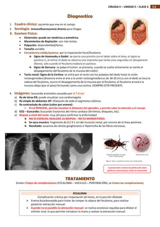 5.6
CIRUGIA II – UNIDAD 5 – CLASE 6
Diagnostico
1. Cuadro clínico: paciente que vive en el campo.
2. Serología: inmunofluorescencia directa para Chagas
3. Examen Físico:
 Distensión: puede ser simétrica o asimétrica
 Movimientos de Reptación: son más lentos.
 Palpación: distensibilidad/tensa
 Tamaño variable
 Consistencia solida/pastosa: por la impactación fecal/fecaloma
Signo de Hoamosky o Godet: se ejerce una presión con el dedo sobre el área, el signo es
positivo si, al retirar el dedo se observa una impronta que tarda unos segundos en desaparecer
(fóvea), solo cuando el fecaloma todavía es pastoso.
Signo de Gersuny: se palpa el tumor, se presiona, cuando se suelta lentamente se siente el
despegamiento del fecaloma de la mucosa del colón).
 Tacto rectal: Signo de la Cortina: se entra por el recto con los pulpejos del dedo hasta la unión
rectosigmoidea (distancia entre el ano a la unión rectosigmoidea es de 18-20 cm) y con el dedo se toca la
cabeza del fecaloma, ocurre el despegamiento de la mucosa por el fecaloma, el fecaloma arrastra la
mucosa abajo (por el peso) formando como una cortina. SIEMPRE ESTÁ PRESENTE.
4. Imágenes: buscando anomalías causadas por el T.Cruzi
a) Rx de tórax PA: puede visualizar una cardiomegalia
b) Rx simple de abdomen AP: dilatación de todo el segmento colónico.
c) Rx contrastada de colon (colon por enema):
 ES LA PRINCIPAL, permite visualizar la dilatación del sigmoides, y permite saber la extensión y el manejo.
d) ECG – Ecocardio: buscando trastornos del ritmo cardiaco (Arritmias, bloqueos, etc).
e) Biopsia a nivel del recto: muy útil para confirmar la enfermedad
NO ES ESENCIAL REALIZAR LA BIOPSIA – NO ES MANDATORIO.
Se saca muestra: fragmente de 0,5 X 1 cm del musculo rectal, por encima de la línea pectínea.
Resultado: ausencia de células ganglionares e Hipertrofia de las fibras nerviosas.
TRATAMIENTO
Existen 3 tipos de complicaciones (FECALOMA – VOLVULO – PERFORACIÓN), se tratan las complicaciones;
FECALOMA
Complicación crónica por impactación de heces, en la porción dilatada
 Enema bicarbonatado para tratar de romper la cabeza del fecaloma, para realizar
posterior extracción manual.
 Cuando no es posible la extracción manual: se realiza anestesia raquídea para dilatar el
esfínter anal, lo que permite introducir la mano y realizar la extracción manual.
La prevención a través de políticas de salud
pública es esencial para cortar la transmisión
 