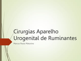 Cirurgias Aparelho
Urogenital de Ruminantes
Marcus Paulo Maturino
 