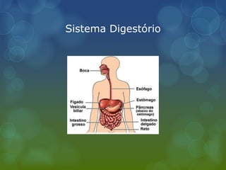 Sistema Digestório
 