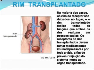Na maioria dos casos,
os rins do receptor são
deixados no lugar, e o
rim transplantado
realiza todas as
funções que ambos os
rins realizam em
pessoas sadias. Os
receptores de rins
transplantados devem
tomar medicamentos
imunodepressores por
toda a vida, a fim de
prevenir rejeição do
sistema imune ao
órgão transplantado.
 