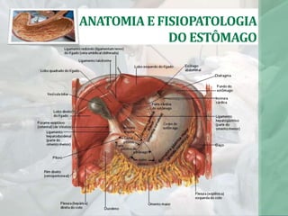 ANATOMIA E FISIOPATOLOGIA
DO ESTÔMAGO
 