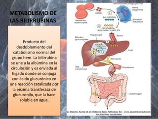 METABOLISMO DE
LAS BILIRRUBINAS
Producto del
desdoblamiento del
catabolismo normal del
grupo hem. La bilirrubina
se une a la albúmina en la
circulación y es enviada al
hígado donde se conjuga
con ácido glucurónico en
una reacción catalizada por
la enzima transferasa de
glucuronilo, que la hace
soluble en agua.
 