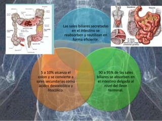 Las sales biliares secretadas
en el intestino se
reabsorben y reutilizan en
forma eficiente.
90 a 95% de las sales
biliares se absorben en
el intestino delgado al
nivel del íleon
terminal.
5 a 10% alcanza el
colon y se convierte a
sales secundarias como
ácidos desoxicólico y
litocólico.
 