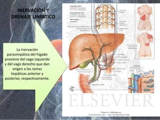 INERVACION Y
DRENAJE LINFATICO
La inervación
parasimpática del hígado
proviene del vago izquierdo
y del vago derecho que dan
origen a las ramas
hepáticas anterior y
posterior, respectivamente.
 