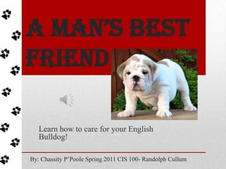 A Man’s Best Friend Learn how to care for your English Bulldog! By: Chassity P’Poole Spring 2011 CIS 100- Randolph Cullum 