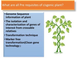 Cisgenesis and its Implications in Crop Improvement- credit seminar | PPTX