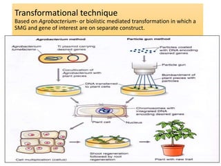 Cisgenesis and its Implications in Crop Improvement- credit seminar | PPTX
