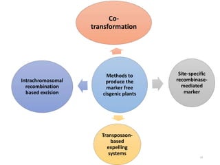 Cisgenesis and its Implications in Crop Improvement- credit seminar | PPTX