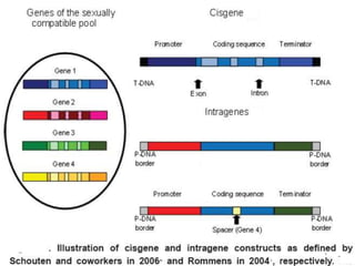 Cisgenesis and its Implications in Crop Improvement- credit seminar | PPTX