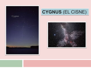 CYGNUS (EL CISNE)
 