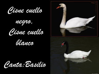 Cisne cuello
negro,
Cisne cuello
blanco
Canta:Basilio

 