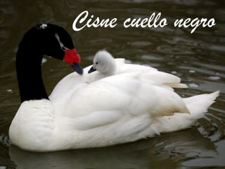 Cisne cuello negro

 