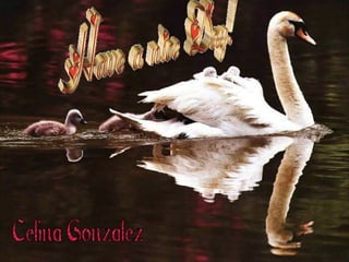 Cisne cuello negro,celina