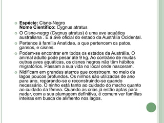 






Espécie: Cisne-Negro
Nome Científico: Cygnus atratus
O Cisne-negro (Cygnus atratus) é uma ave aquática
australiana . É a ave oficial do estado da Austrália Ocidental.
Pertence à família Anatidae, a que pertencem os patos,
gansos, e cisnes.
Podem-se encontrar em todos os estados da Austrália. O
animal adulto pode pesar até 9 kg. Ao contrário de muitas
outras aves aquáticas, os cisnes negros não têm hábitos
migratórios. Passam a sua vida no local onde nasceram.
Nidificam em grandes aterros que constroem, no meio de
lagos poucos profundos. Os ninhos são utilizados de ano
para ano, reparando-se e reconstruindo-se quando
necessário. O ninho está tanto ao cuidado do macho quanto
ao cuidado da fêmea. Quando as crias já estão aptas para
nadar, com a sua plumagem definitiva, é comum ver famílias
inteiras em busca de alimento nos lagos.

 
