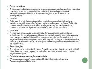 














Características
A plumagem desta ave é negra, exceto nas pontas das rémiges que são
brancas, embora pouco visíveis; o bico é vermelho exceto na
extremidade que é branca. As asas chegam a ter 2 metros de
envergadura
Habitat
Esta ave é originária da Austrália, onde tem o seu habitat natural,
existindo também populações em estado selvagem na Nova Zelândia
onde a ave foi introduzida. Vive em lagos e lagoas de água doce,
podendo em certas épocas ser avistada em zonas da costa
Hábitos
É uma ave sedentária (não migra) e forma colónias. Alimenta-se,
sobretudo, de vegetação aquática mas também pode ser vista a pastar
nas margens. A espécie nidifica em grandes ninhos formados por
vegetação construídos pelo casal, em lagoas ou lagos pouco profundos,
ninhos que são utilizados de ano para ano e reparados e reconstruídos,
se necessário.
Reprodução
A postura varia entre 5 a 6 ovos. O período de incubação pode ir até 40
dias. Poucas horas depois da eclosão, as crias abandonam o ninho
seguindo os pais
Estatuto de conservação da espécie
"Pouco preocupante", segundo a União Internacional para a
Conservação da Natureza.

 