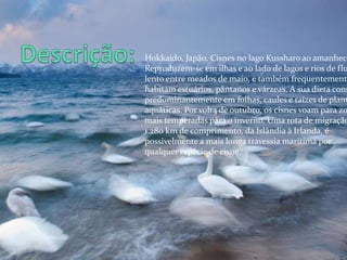 Hokkaido, Japão. Cisnes no lago Kussharo ao amanhece
Reproduzem-se em ilhas e ao lado de lagos e rios de flu
lento entre meados de maio, e também frequentement
habitam estuários, pântanos e várzeas. A sua dieta cons
predominantemente em folhas, caules e raízes de plant
aquáticas. Por volta de outubro, os cisnes voam para zo
mais temperadas para o inverno. Uma rota de migração
1.280 km de comprimento, da Islândia à Irlanda, é
possivelmente a mais longa travessia marítima por
qualquer espécie de cisne.
 