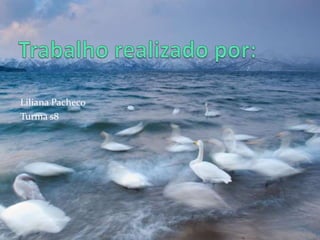 Liliana Pacheco
Turma s8
 