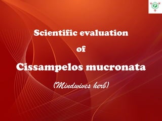 Scientific evaluation
of
Cissampelos mucronata
(Mindwives herb)
 