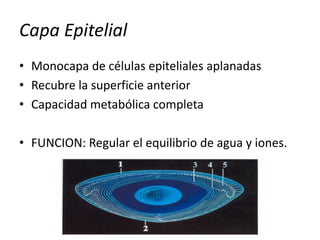 Capa Epitelial
• Monocapa de células epiteliales aplanadas
• Recubre la superficie anterior
• Capacidad metabólica completa
• FUNCION: Regular el equilibrio de agua y iones.
 