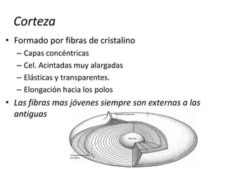Corteza
• Formado por fibras de cristalino
– Capas concéntricas
– Cel. Acintadas muy alargadas
– Elásticas y transparentes.
– Elongación hacia los polos
• Las fibras mas jóvenes siempre son externas a las
antiguas
 