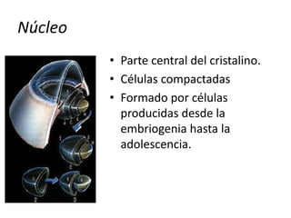Núcleo
• Parte central del cristalino.
• Células compactadas
• Formado por células
producidas desde la
embriogenia hasta la
adolescencia.
 